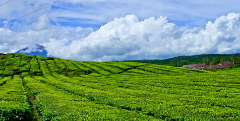 view of Kayu Aro tea garden, Mount Kerinci, Jambi