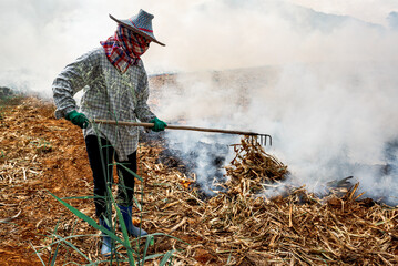 Burning season crop burning in Chiang Mai Thailand