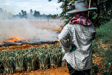 Burning season crop burning in Chiang Mai Thailand - obrazy, fototapety, plakaty