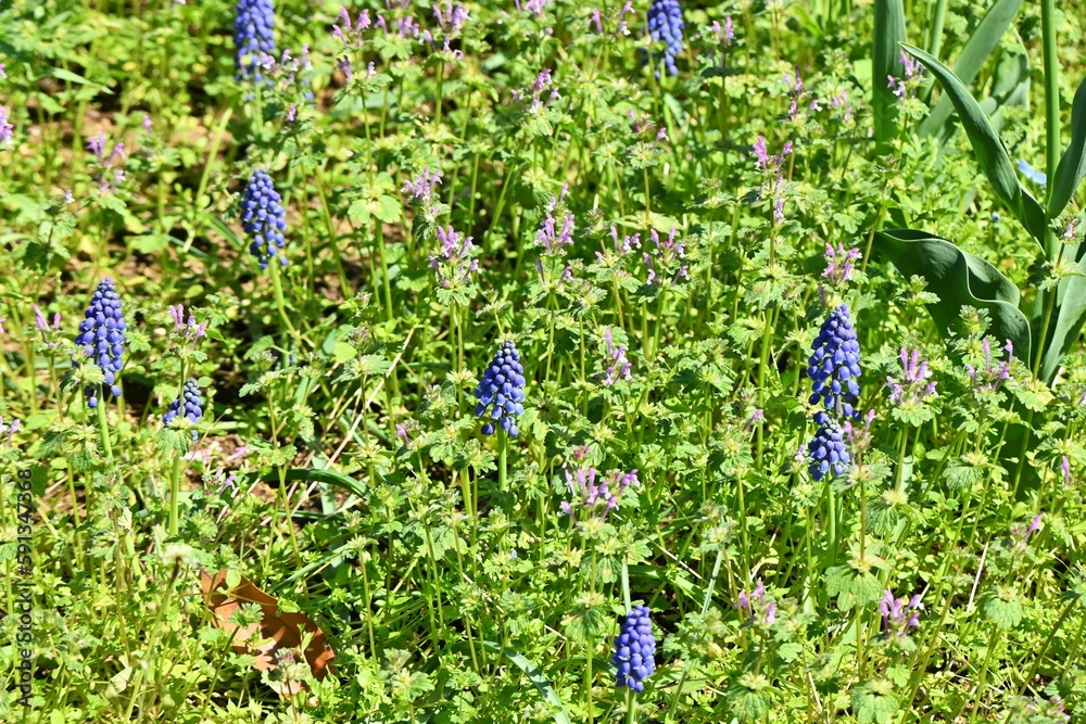 Wall mural The Muscari ( Grape hyacinth ) flowers.  Asparagaceae perennial bulbous plants. Bell-shaped flowers bloom from March to April.