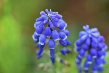 The Muscari ( Grape hyacinth ) flowers.  Asparagaceae perennial bulbous plants. Bell-shaped flowers bloom from March to April.