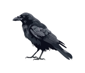 Obraz premium crow isolated on white background