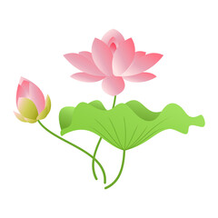 pink lotus flower with leaves