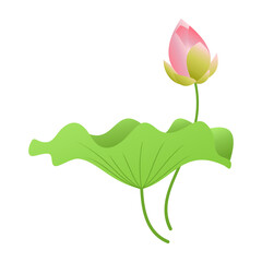 Lotus with leaves