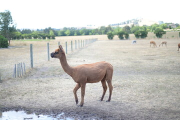 A cute animal at the zoo