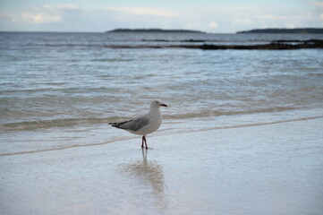 An alone bird on the beach