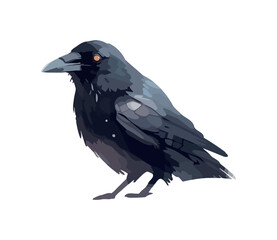 Feathered bird crow animal wild