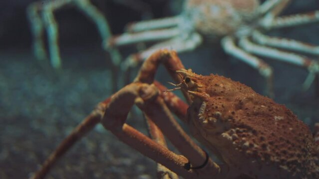 Close up 4K of king crab (alaska crab or spider crab) living in aquarium tank shows beautiful and giant claws for traveller. Spider crab is luxurious and fresh seafood from deep sea.