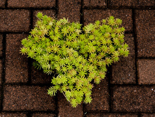 Succulent plant, greenery textures background, heart shape