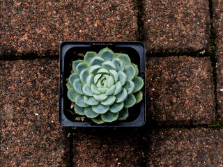 Succulent plant, from top view