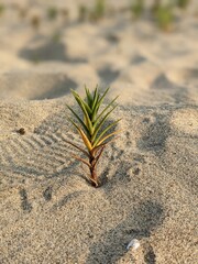 plant in the sand