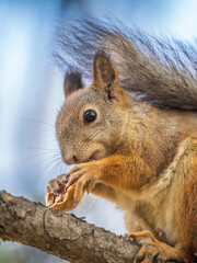 The squirrel with nut sits on tree in the autumn. Eurasian red squirrel, Sciurus vulgaris.