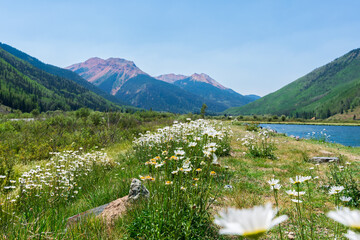 White and yellow flowers in the mountains next to a lake, Field of wildflowers, Summer wildflower background, Sunny mountains backdrop, Seren nature background, Colorful - Powered by Adobe