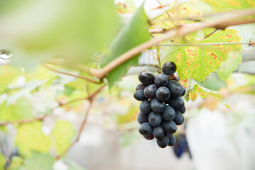 grapes fruit in vineyard
