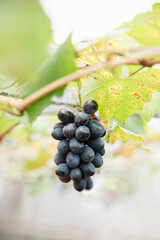 grapes fruit in vineyard