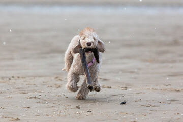 Bedlington Terrier puppy on a walk runs towards the sand with a stick in his mouth
