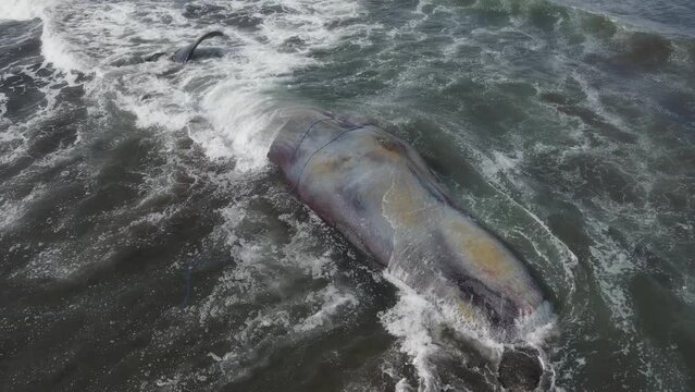 Dead sperm whale in state of putrefaction on the beach, Bali, Indonesia High quality 4k footage