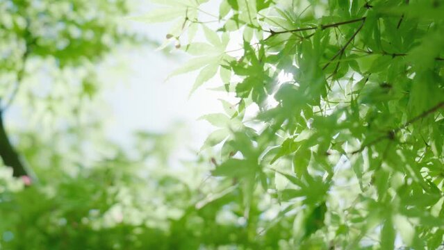 晴れの日　風に揺れ太陽からの木漏れ日がさわやかにキラキラ輝く新緑の楓の葉 ProRes422 59.94p
