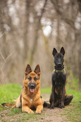 Naklejka premium german shepherd puppy