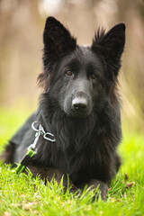 german shepherd dog on grass