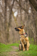 German Shepherd in the spring in the grass