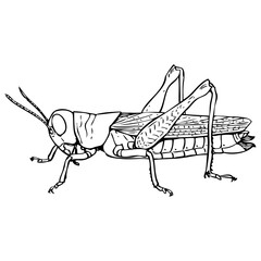grasshopper sketch vector illustration