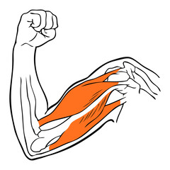 hand vector illustration