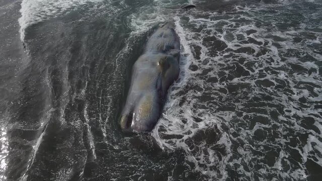 Dead sperm whale in state of putrefaction on the beach, Bali, Indonesia High quality 4k footage