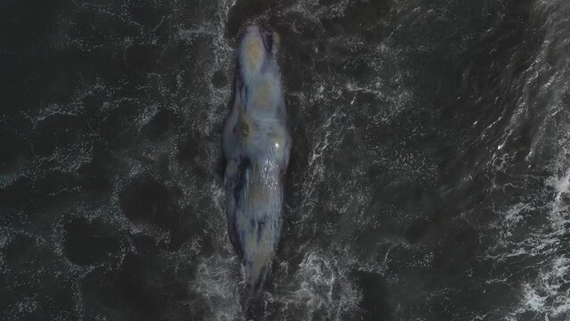 Dead sperm whale in state of putrefaction on the beach, Bali, Indonesia High quality 4k footage