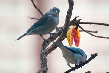 A Sayaca Tanager perched on a branch and feeding on fruit on an apartment balcony in the middle of the city