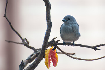 A Sayaca Tanager perched on a branch and feeding on fruit on an apartment balcony in the middle of the city