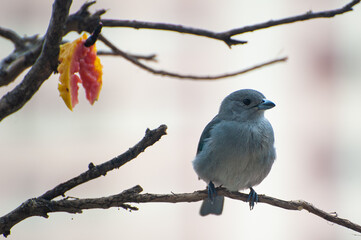 A Sayaca Tanager perched on a branch and feeding on fruit on an apartment balcony in the middle of the city