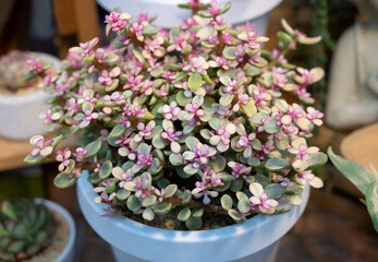 Portulacaria Afra (elephant bush), A small-leaved succulent plant, variegated plant with small pink flowers in white potted. The ornamental plants for decorating in the garden or room decor.