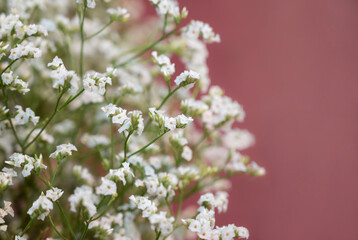 Selective focus of Gypsophila paniculata, White flowers with natural soft light and blurred background. Cut flower.
