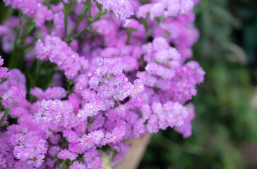 Selective focus of Pink Statice flowers (Limonium sinuatum) with natural soft light in the garden and blurred background. Cut flower.