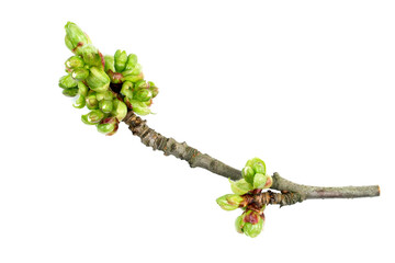 A branch with swollen spring buds on a white background.