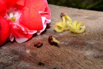 Impatiens balsamina L, flowers with seeds