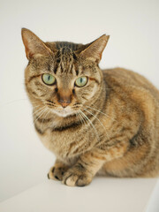 Obraz premium Portrait of a Brown Cat 