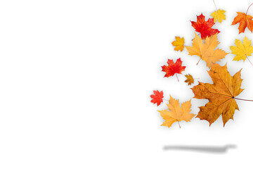 Autumn Transparent Background with Orange and Red Leaves | Maple Leaves