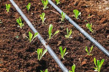 Fresh organic green cos lettuce growing on a natural farm. Photosynthesis salad vegetables growth on the soil in the plantation. Chlorophyll leaf crop bio cover concept. Top view