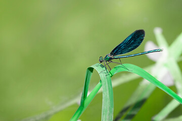 Blue dragonfly or damselfly sits on a grass on a meadow. Light green background. Copy space, place for text.