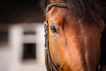 Horse head with bridle and glitter headband, close-up of the eye area, sharpness on the eyeball..