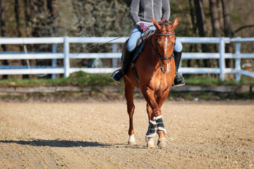 Horse Quarter Horse with third place in the riding arena, detail of the horse during the strong...