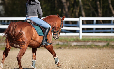 Horse quarter horse with rider in the riding arena galloping on the diagonal photographed from...