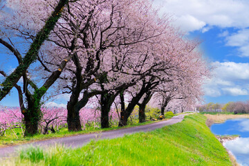 Obraz premium The cherry blossom trees planted along the road are blooming beautifully.