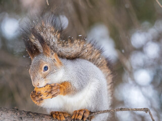 The squirrel with nut sits on tree in the winter or late autumn
