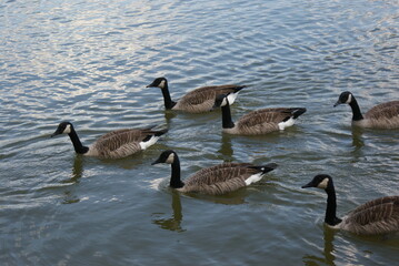 Canadian Geese