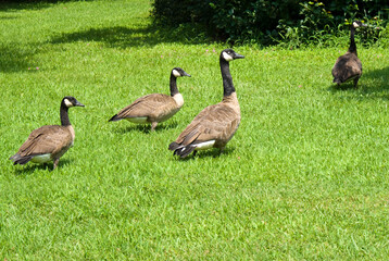 Canadian Geese