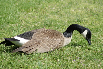Canadian Goose