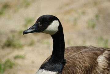 Canadian Goose